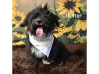 Adopt Chester a Lhasa Apso