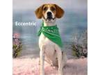 Adopt Eccentric a Treeing Walker Coonhound