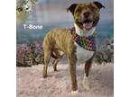 Adopt T-bone a Pit Bull Terrier