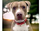 Adopt BRAVO* a Pit Bull Terrier
