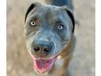 Adopt GENUINE* a Pit Bull Terrier, Mixed Breed
