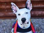 Adopt FRUIT BAT* a Pit Bull Terrier