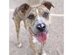 Adopt JUDE* a Pit Bull Terrier, Mixed Breed