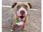 Adopt ELI* a Pit Bull Terrier, Mixed Breed