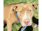 Adopt ELI* a Pit Bull Terrier, Mixed Breed