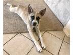 Adopt PIPPIN a German Shepherd Dog, Australian Cattle Dog / Blue Heeler