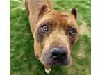 Adopt TUSCANY* a Pit Bull Terrier