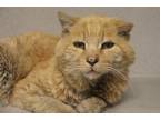 Adopt MR MAJESTIC a Domestic Short Hair