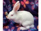 Adopt Andri a Bunny Rabbit