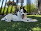 Adopt SCOOTER a Border Collie, Siberian Husky