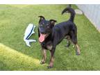 Adopt QUIN a German Shepherd Dog, Mixed Breed
