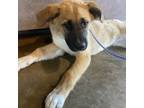 Adopt Reptar a Shepherd, Mixed Breed