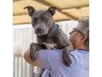 Adopt Little Man a Pit Bull Terrier, Mixed Breed