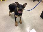 Adopt Dog a German Shepherd Dog, Mixed Breed