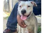 Adopt Dog a Pit Bull Terrier, Mixed Breed