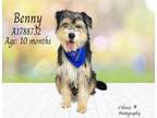 Adopt Dog a Terrier, Mixed Breed