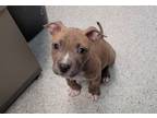 Adopt NUGGET a Pit Bull Terrier