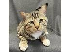 Adopt OZZY a Domestic Short Hair