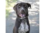 Adopt NATE a German Shorthaired Pointer