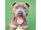 Adopt Rollo a Pit Bull Terrier