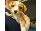 Adopt Apricot a Mixed Breed