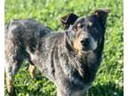 Adopt MERLIN a Australian Cattle Dog / Blue Heeler