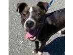 Adopt MR ED a Pit Bull Terrier