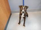 Adopt MR ED a Pit Bull Terrier