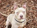 Adopt SHOTZEY a Pit Bull Terrier