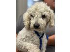 Adopt Woodrow a Poodle, Mixed Breed