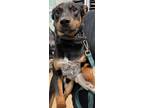 Adopt Harvey a Cattle Dog, Mixed Breed