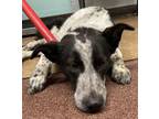 Adopt Skylar a Cattle Dog, Mixed Breed