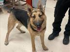 Adopt A767893 a German Shepherd Dog