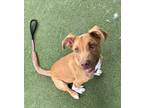 Adopt BUCK a Pit Bull Terrier, Mixed Breed