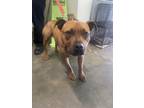Adopt SPANKY a Mixed Breed