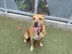 Adopt HULK a Staffordshire Bull Terrier