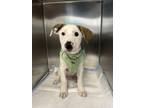 Adopt WALNUT a Mixed Breed, Parson Russell Terrier
