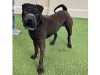 Adopt OSO a Shar-Pei