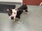 Adopt OZZIE a Pit Bull Terrier, Mixed Breed