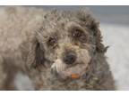 Adopt Nugget a Poodle