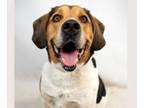 Adopt HARLEY a Beagle, Mixed Breed