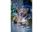 Adopt HOUSTON a American Staffordshire Terrier, Mixed Breed