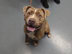 Adopt HOUSTON a American Staffordshire Terrier, Mixed Breed