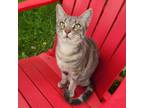 Adopt Grady Houston a Domestic Short Hair