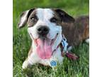 Adopt Deku a Basset Hound, Pit Bull Terrier
