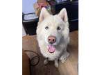 Adopt Chance a Husky