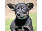Adopt CT Willy (Fostered in Pawcatuck, CT) a Australian Cattle Dog / Blue Heeler