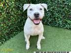 Adopt RORY a Pit Bull Terrier