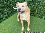 Adopt COLONEL MUSTARD a Pit Bull Terrier