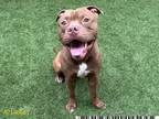 Adopt BILLY RAY a Pit Bull Terrier